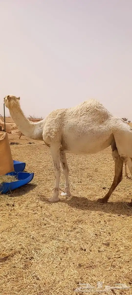 الإبل عددها 6 3 بكار وضح وحايل وضحا وشقحا ثنيه وصفرا رباع 2