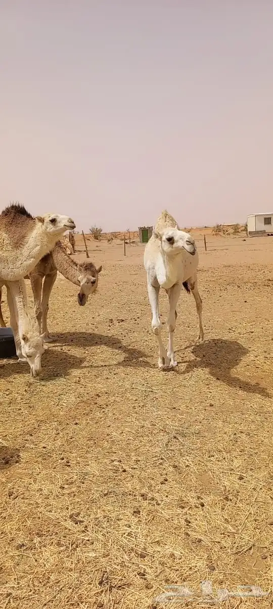 الإبل عددها 6 3 بكار وضح وحايل وضحا وشقحا ثنيه وصفرا رباع 1