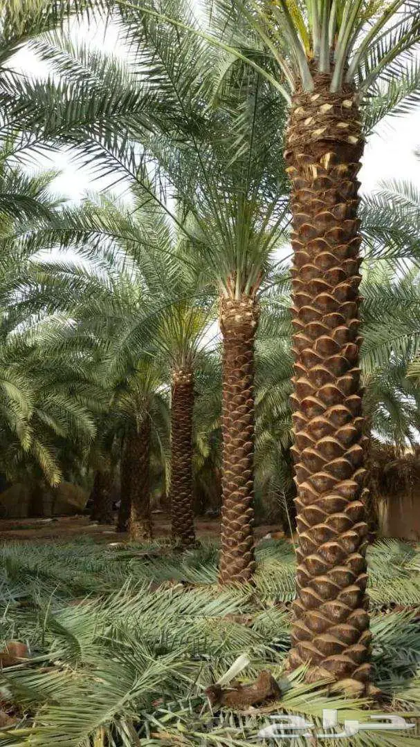 نخل مثمر للبيع نخيل صقعي مجدول اخلاص سكري نخل واشنطني 0
