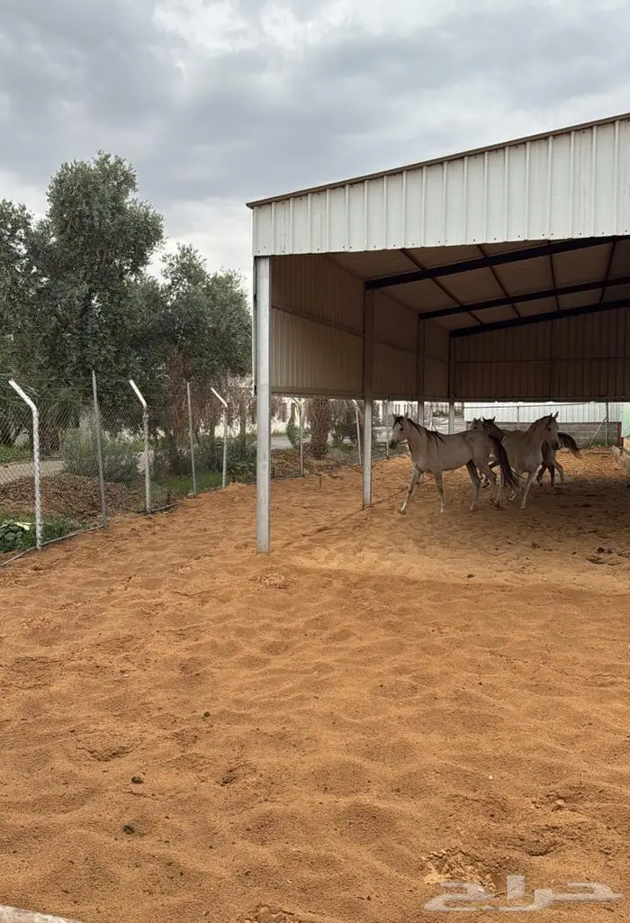 للإيجار مزرعة ( أسطبل خيول وفيلا سكني) ببريدة 18