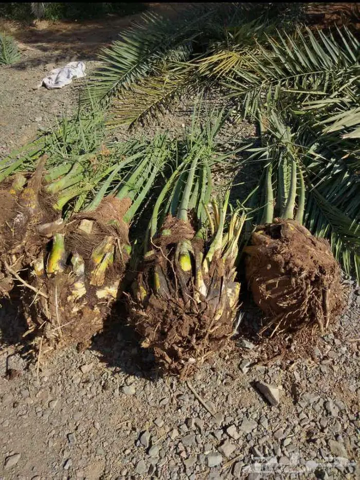 نخل مثمر للبيع نخيل صقعي مجدول اخلاص سكري نخل واشنطني 5