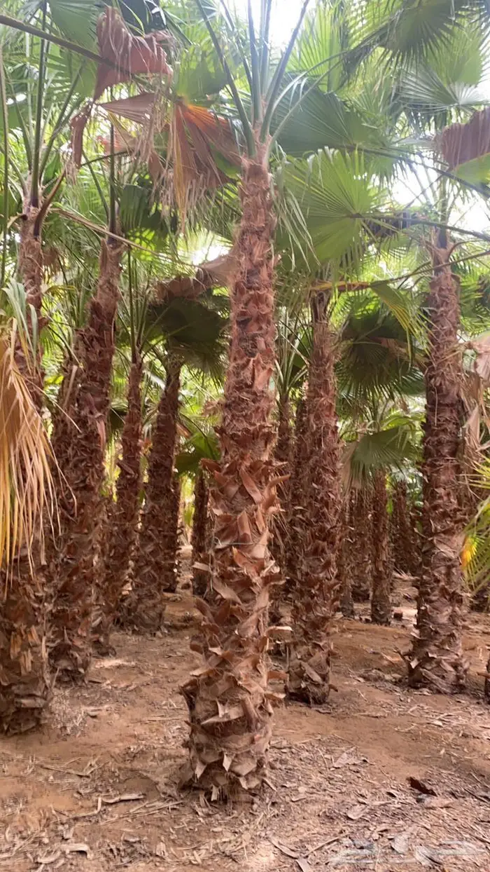 نخيل واشنطوني 8