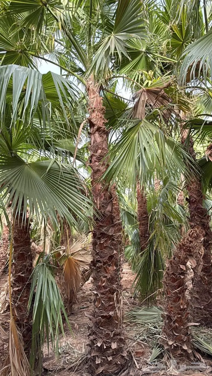 نخيل واشنطوني 6