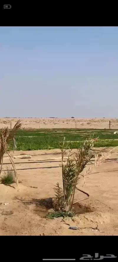 مزرعة للإيجار شمال البكيرية (الارطاوي) 5