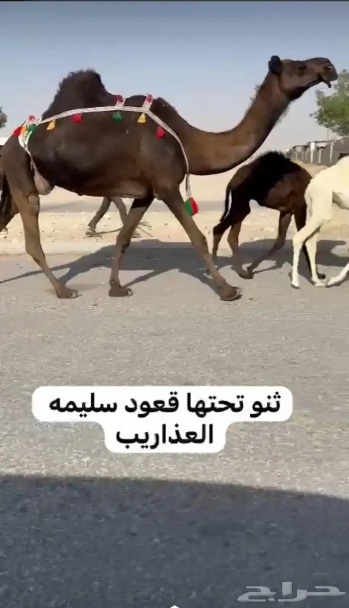 خلفه هديه وسلم 0