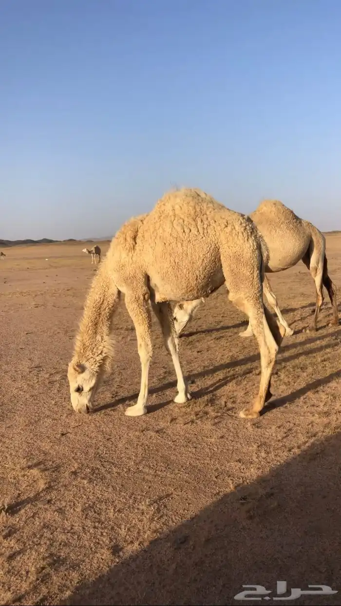 قعود قصابه 0