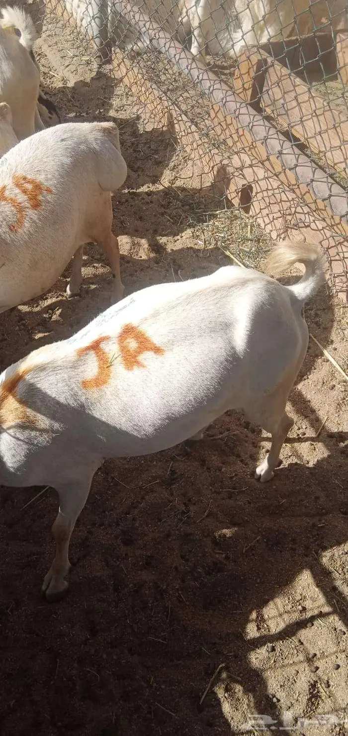ما شاء الله طليان بربري وتيوس 5