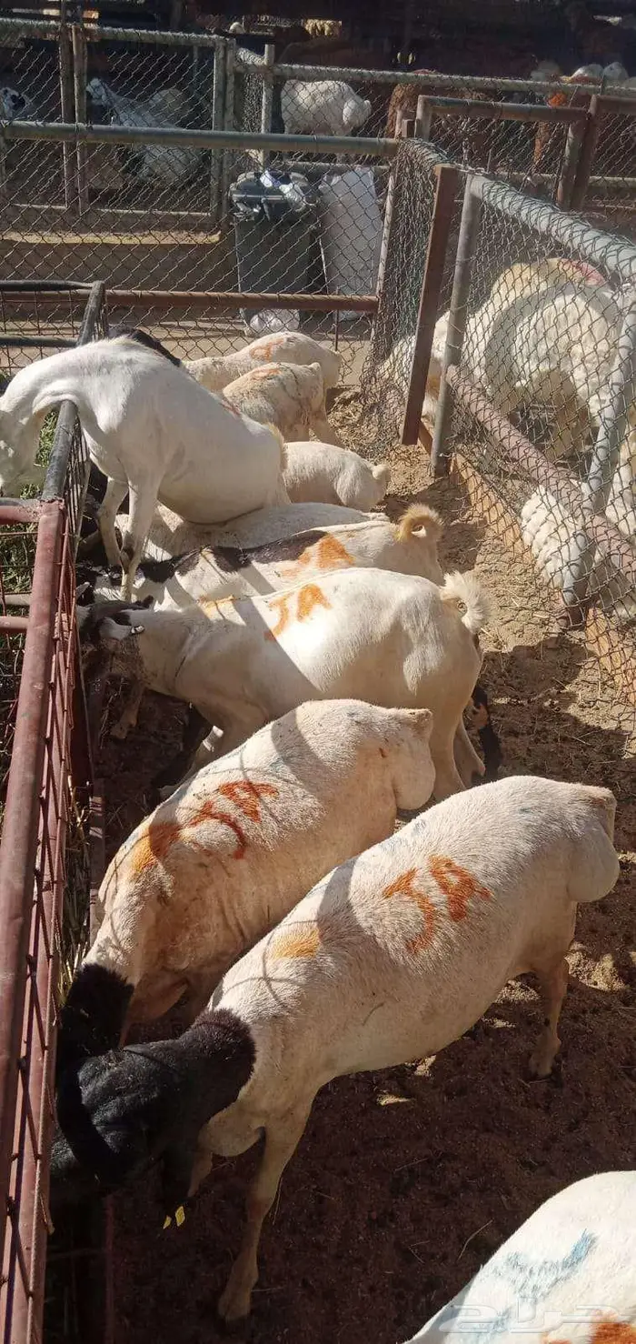ما شاء الله طليان بربري وتيوس 0
