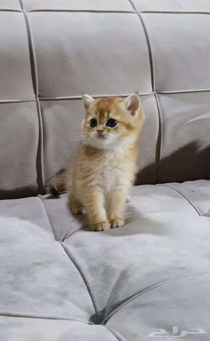 قطط سكوتش وبرتش بيور للبيع 2