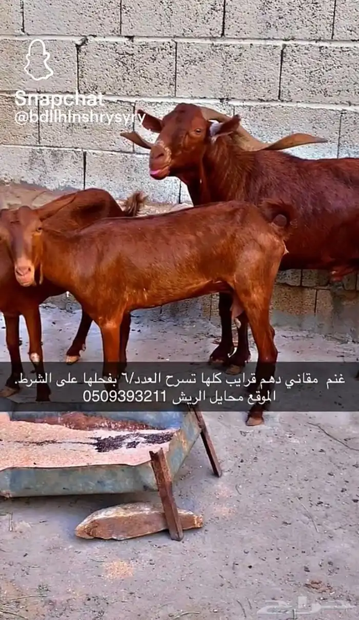 غنم دهم مقاني مراح واحد تم اللبيع 2