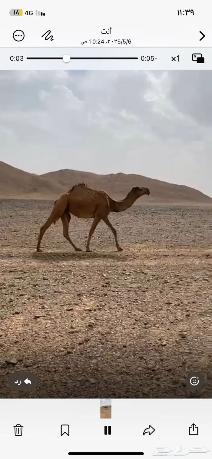 بكره شريانيه للبيع حقه 2