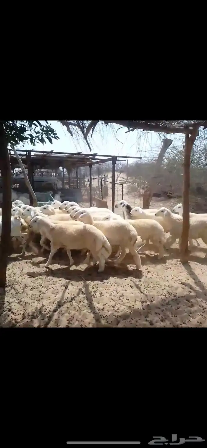 طليان اضاحي جبر 3