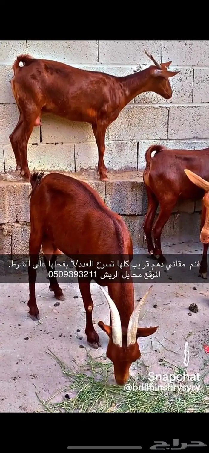 غنم دهم مقاني مراح واحد تم اللبيع 1