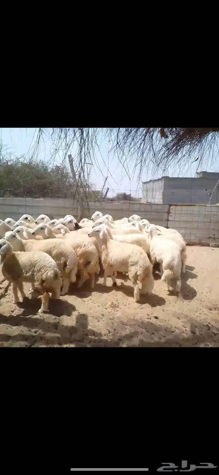 طليان اضاحي جبر 1