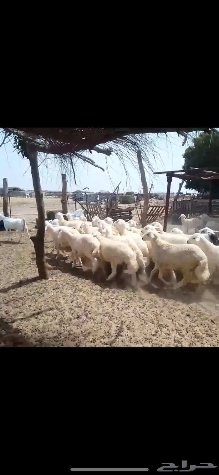 طليان اضاحي جبر 4