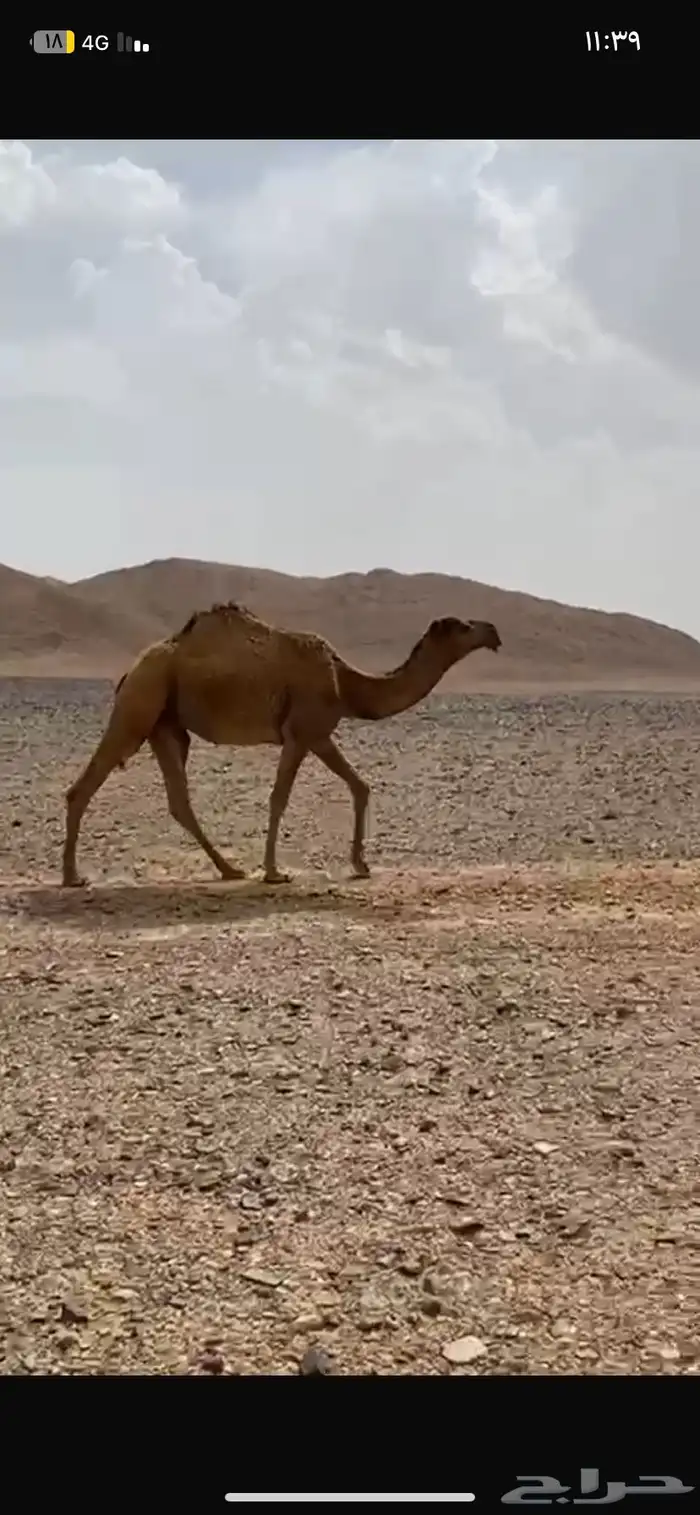 بكره شريانيه للبيع حقه 0