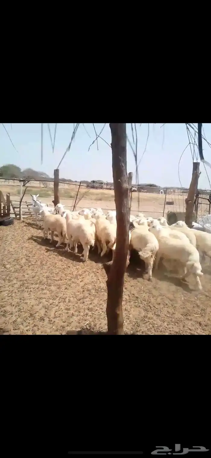 طليان اضاحي جبر 2