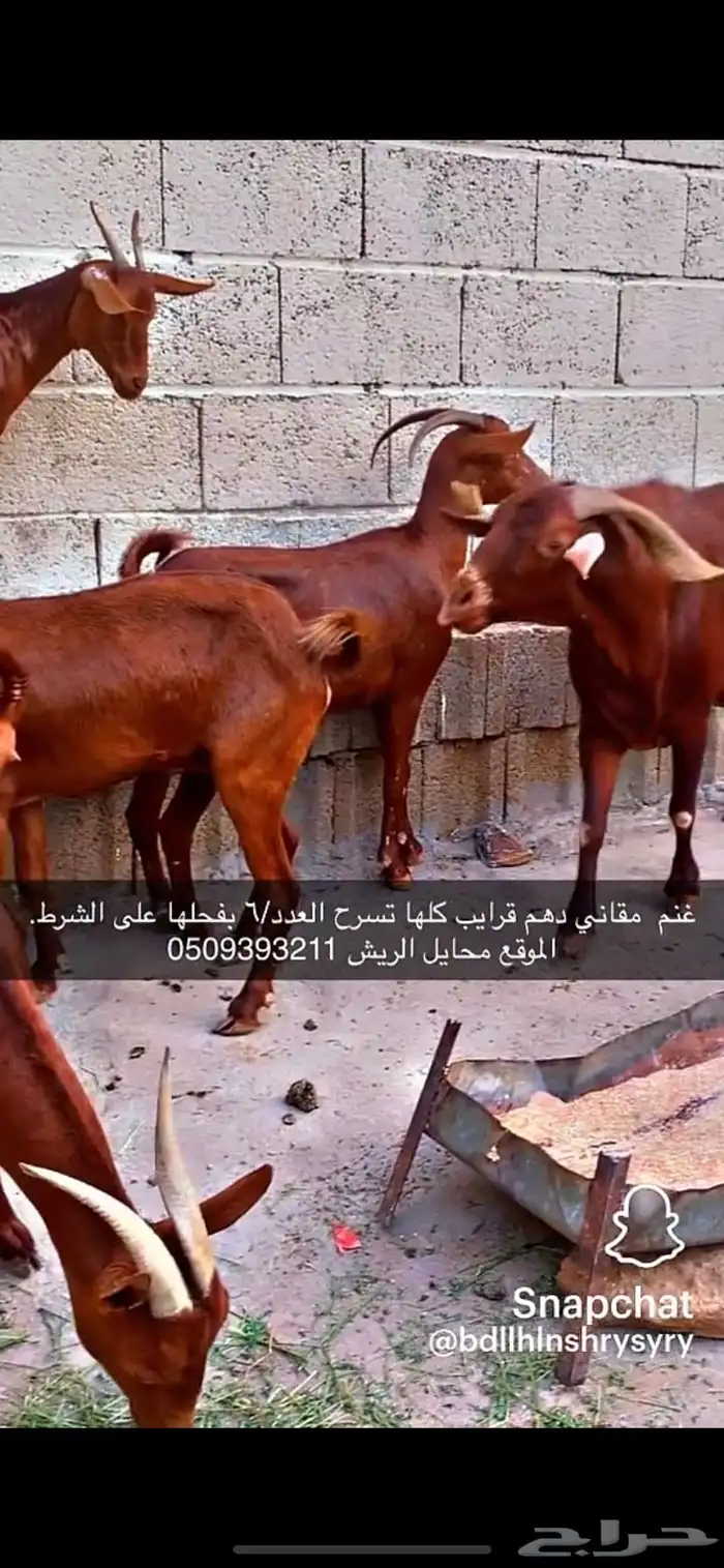 غنم دهم مقاني مراح واحد تم اللبيع 0