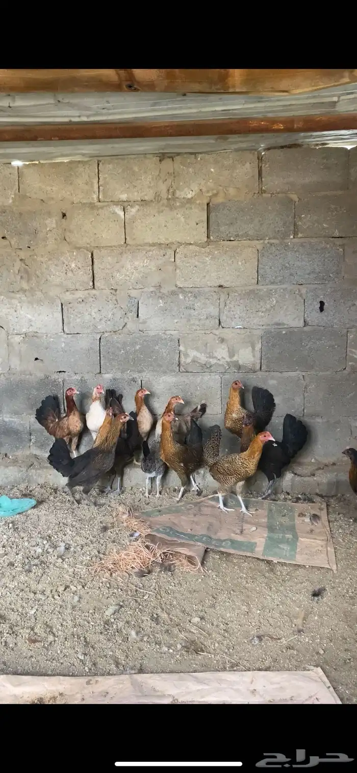 دجاج بلدي(تم البيع) 2