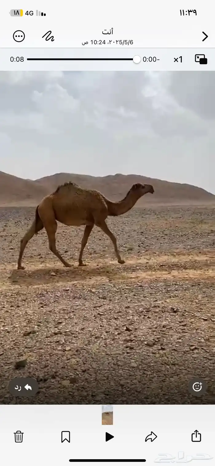 بكره شريانيه للبيع حقه 1