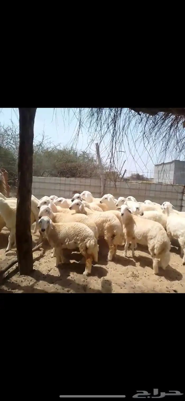 طليان اضاحي جبر 5