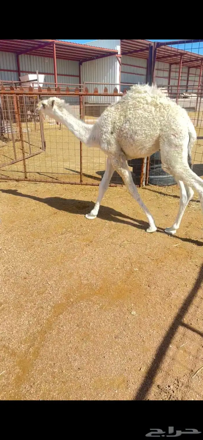 قعود طيب 2