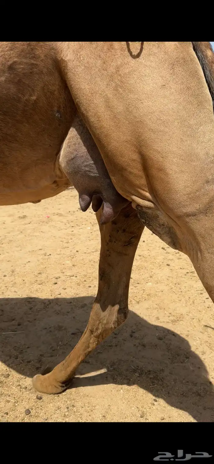 خلفة ساحلية للبيع 4