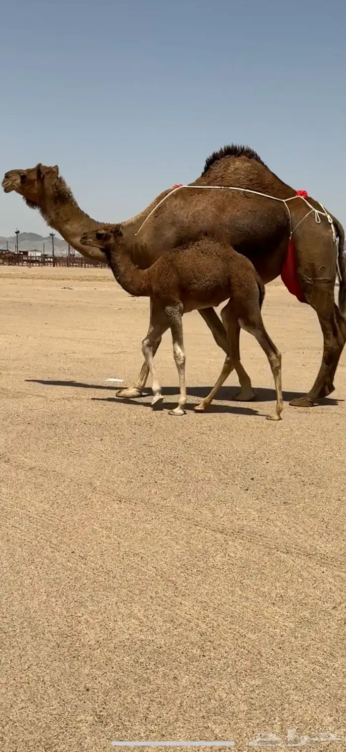 خلفة حمراء ساحلية للبيع تم  البيع 3