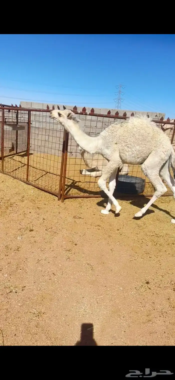 قعود طيب 0