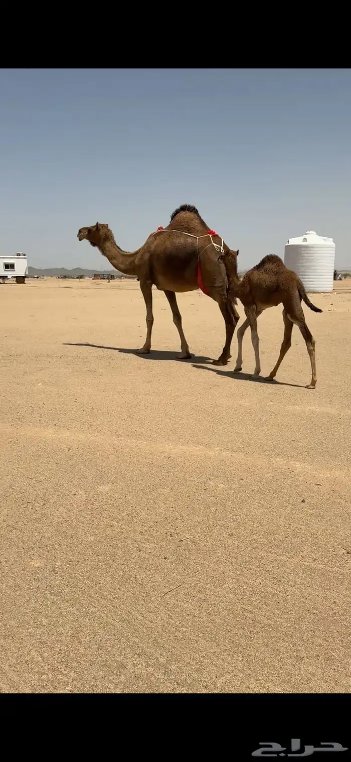 خلفة حمراء ساحلية للبيع تم  البيع 0
