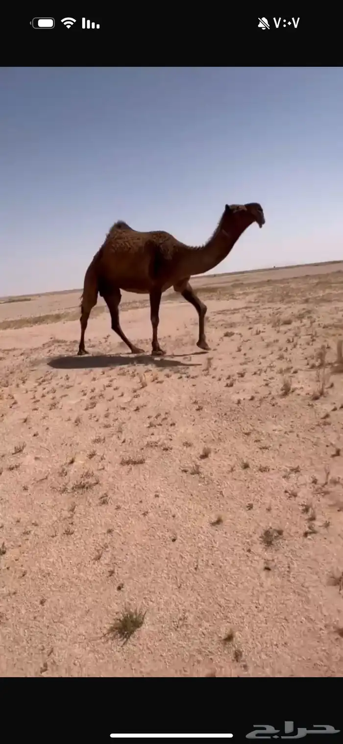 للبيع النياق بدأوه 3