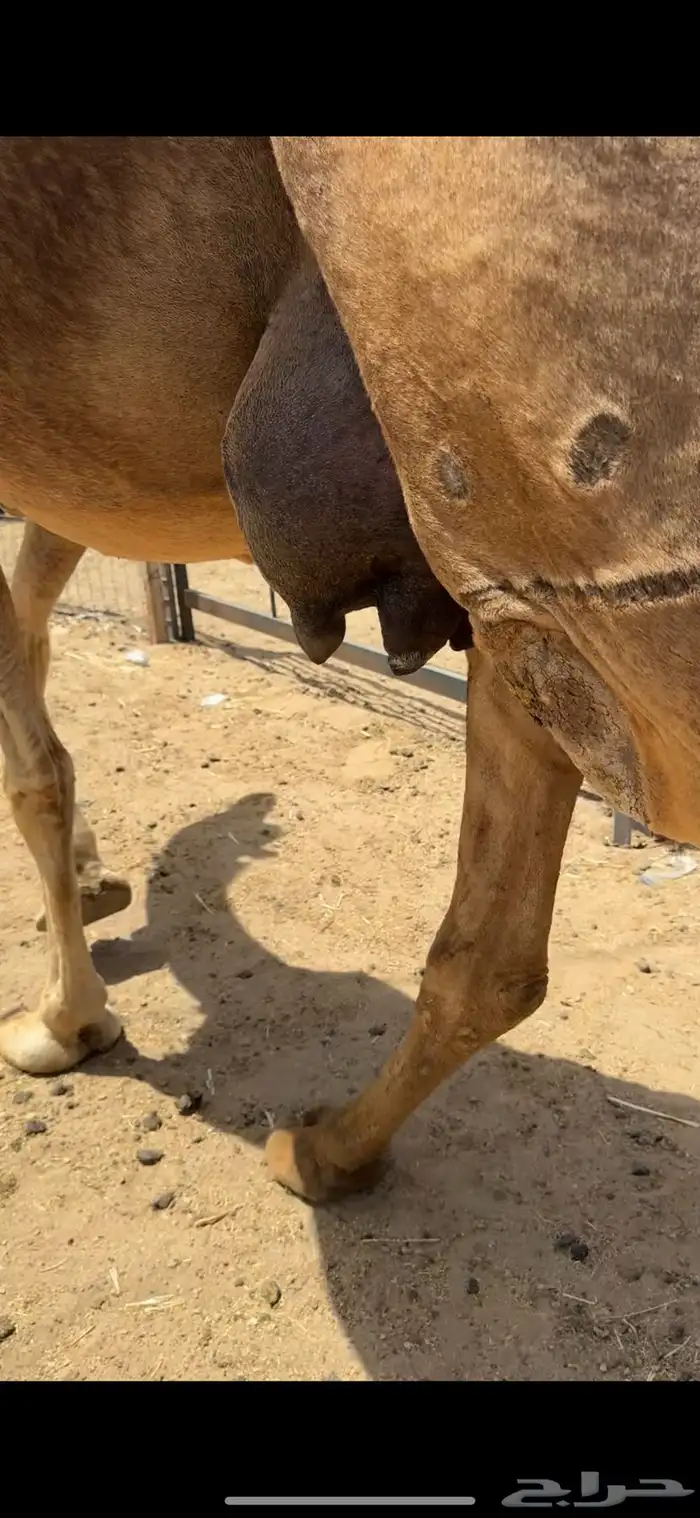 خلفة حمراء ساحلية للبيع تم  البيع 10