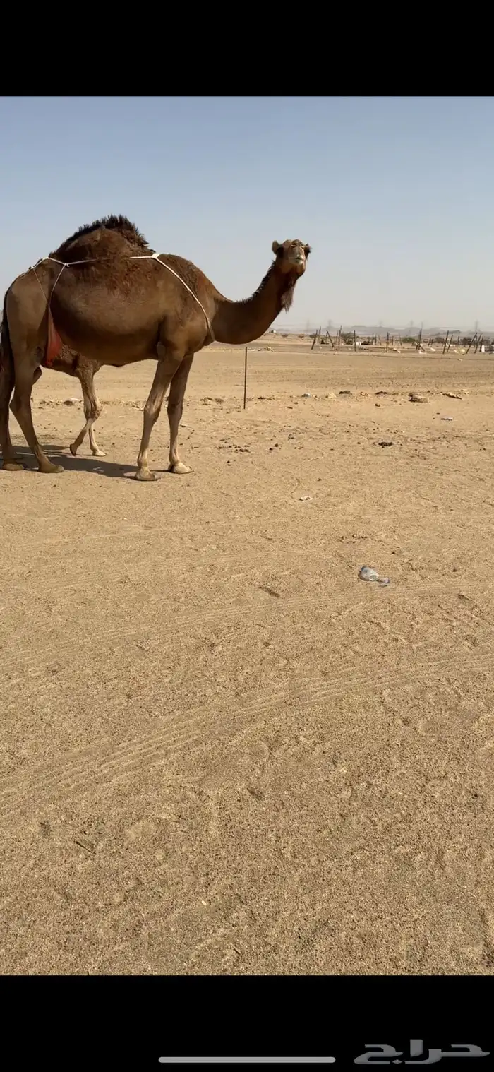 خلفة ساحلية للبيع 3