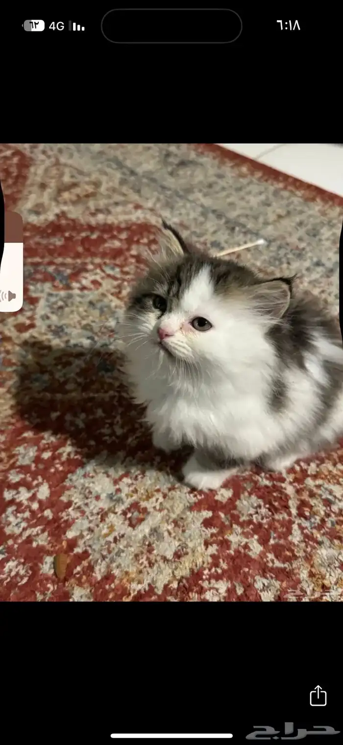 بسه من نوع سكوتش بس مهجن مع شيرازي 1