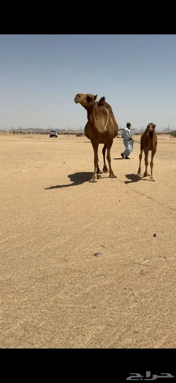 خلفة ساحلية للبيع 2