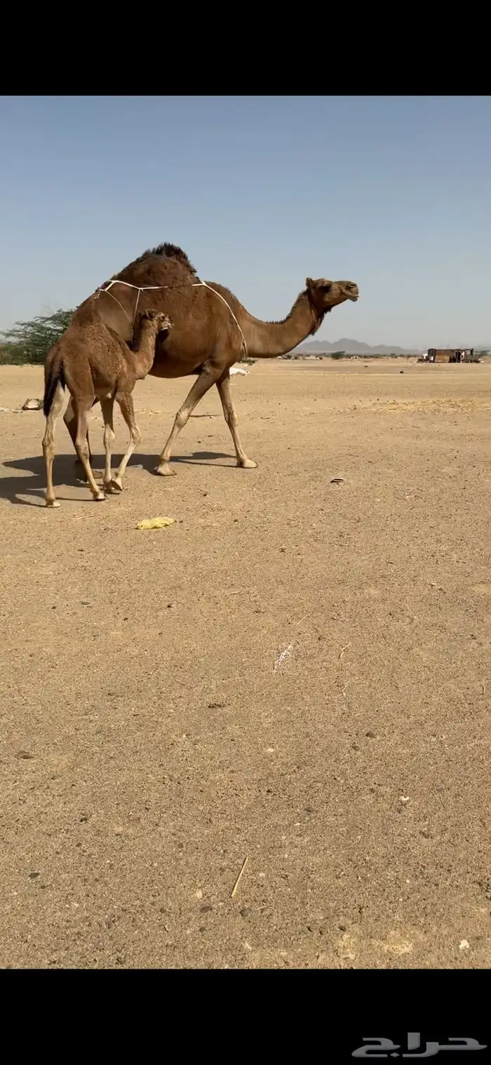 خلفة ساحلية للبيع 0