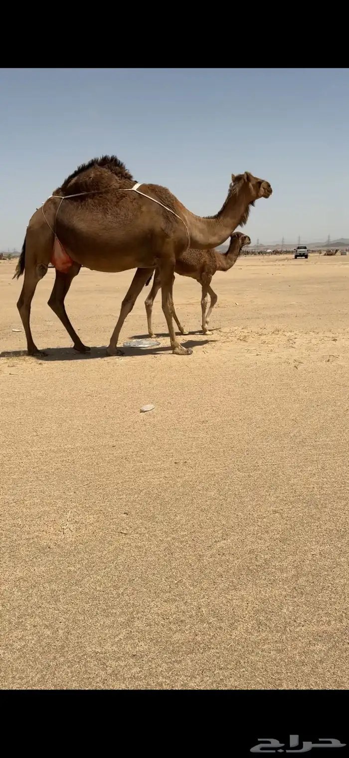 خلفة ساحلية للبيع 1