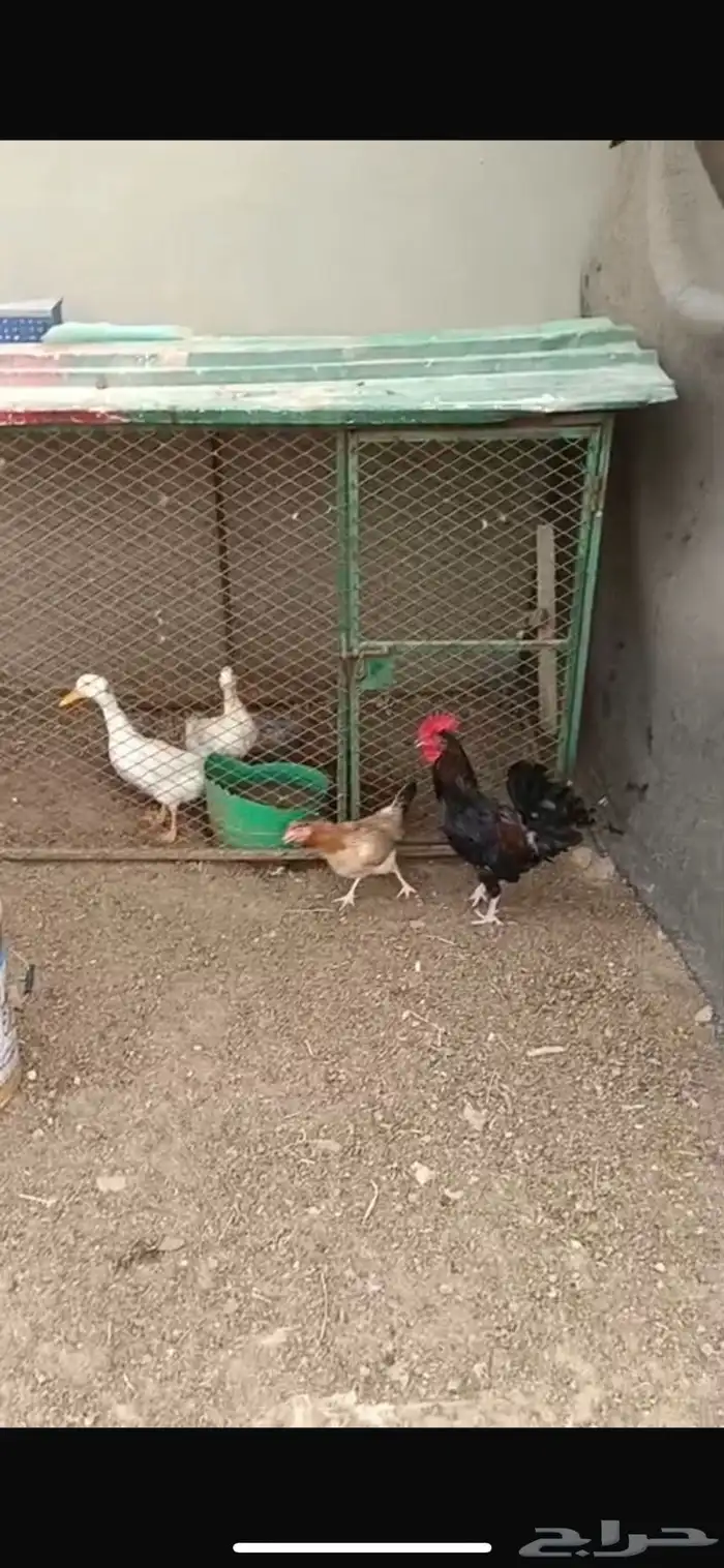 للبيع شبوك للدجاج والحمام 2