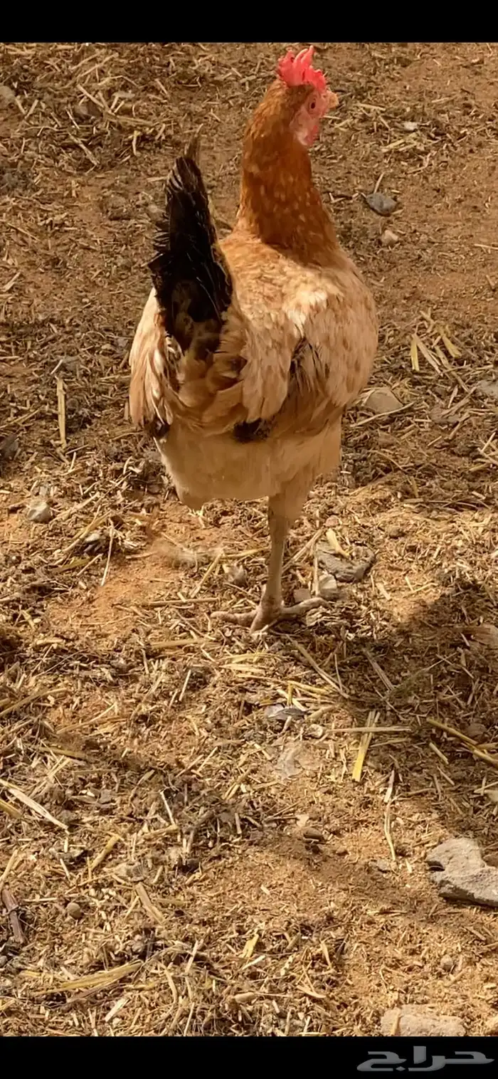 دجاج بياض 4