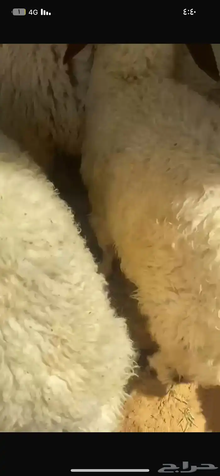 نعيم ضحيا 2