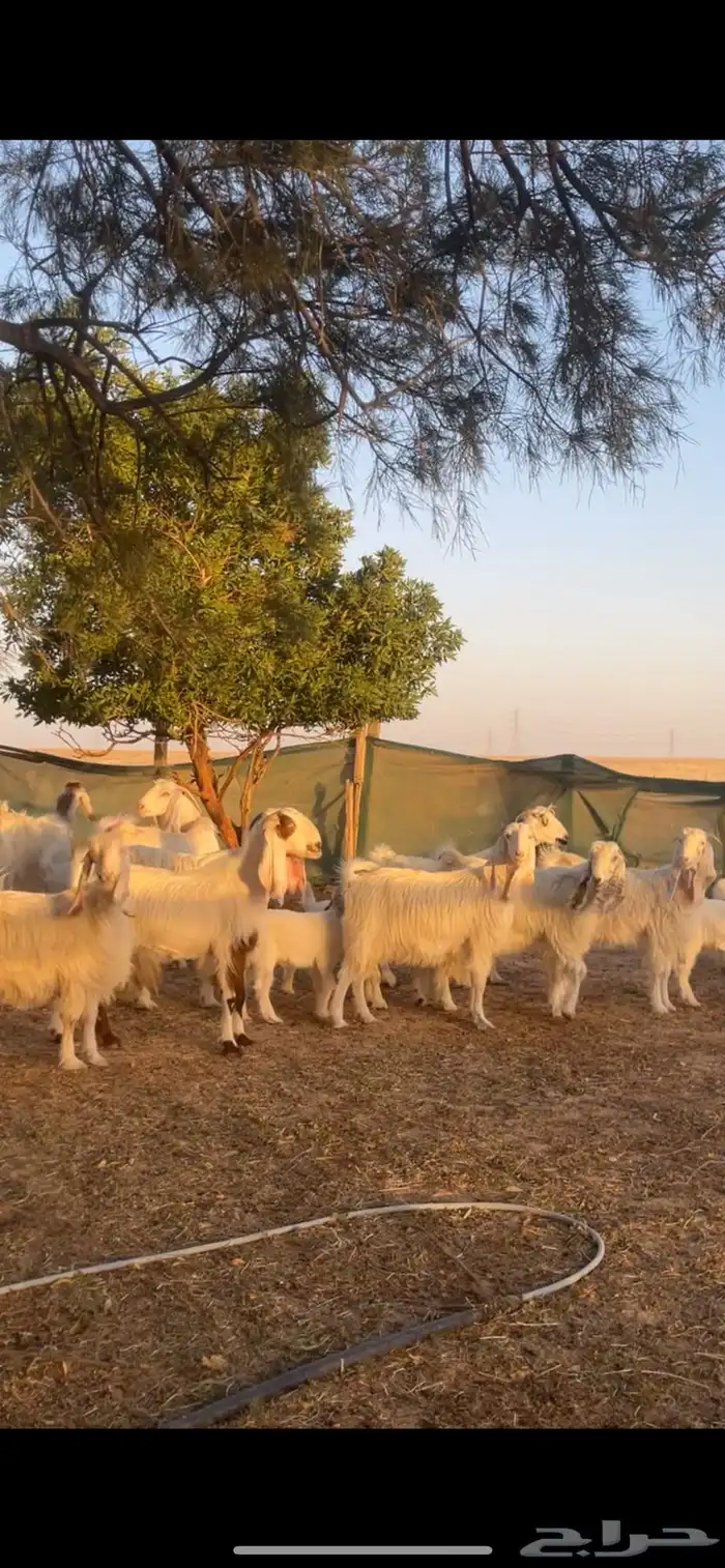 معزا مصريات بيض امهات شعره متابيع ودفيع 5