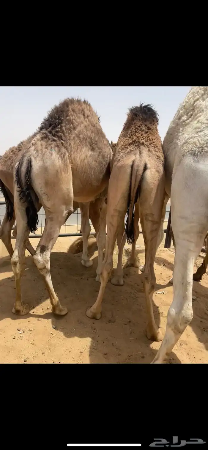 قعدان بلدي من فوق الكفو للبيع 1