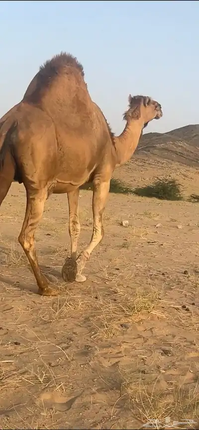 ناقه لقحه ملاقي(( تم البيع )) 3