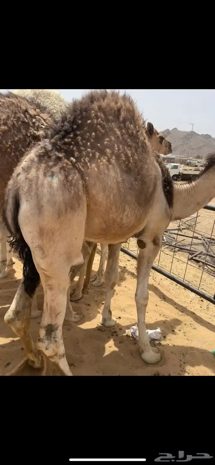 قعدان بلدي من فوق الكفو للبيع 3