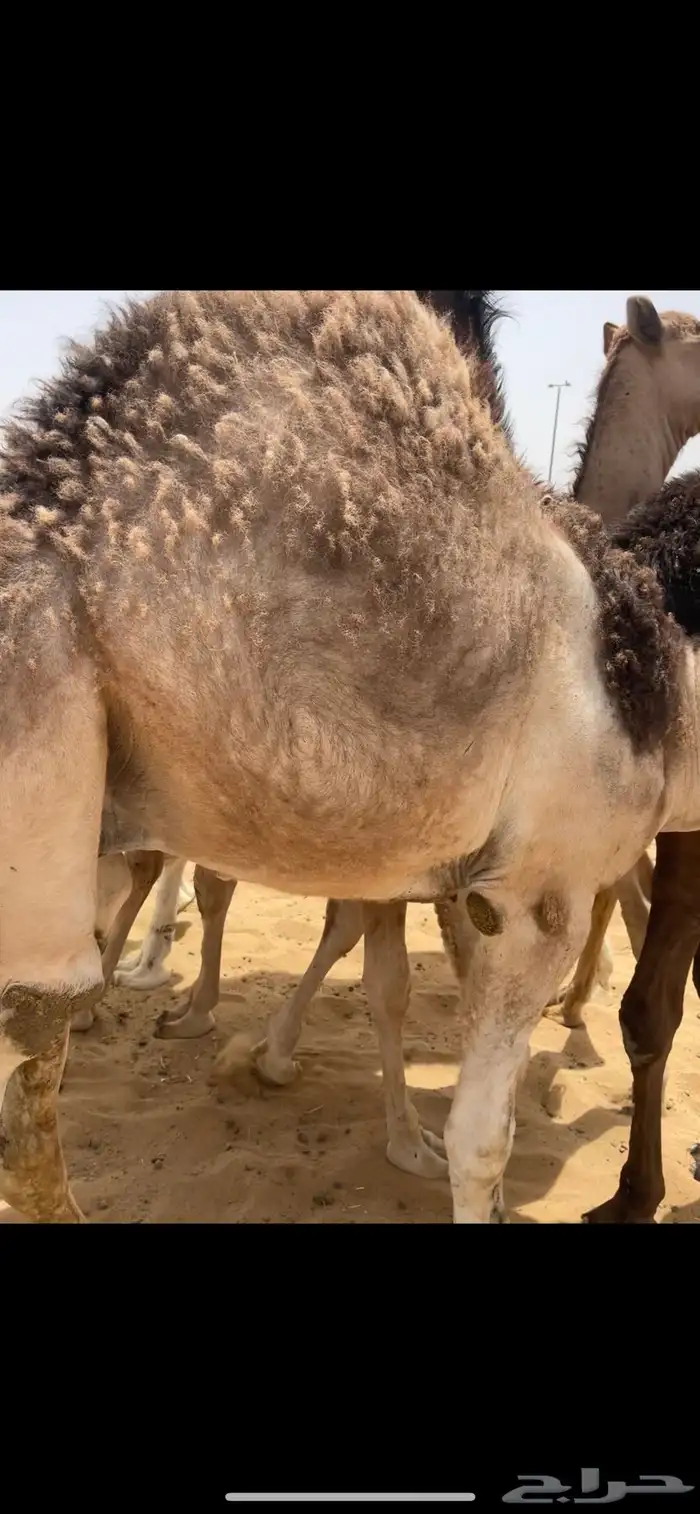 قعدان بلدي من فوق الكفو للبيع 2