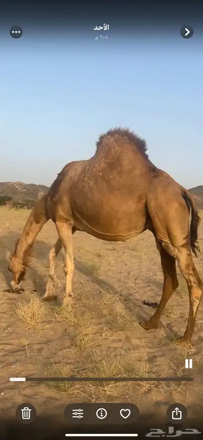 ناقه لقحه ملاقي(( تم البيع )) 5