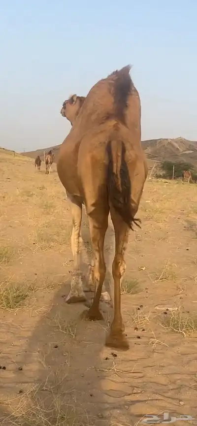 ناقه لقحه ملاقي(( تم البيع )) 2