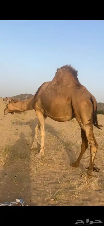 ناقه لقحه ملاقي(( تم البيع )) 1