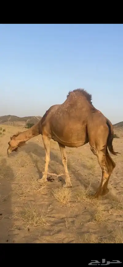ناقه لقحه ملاقي(( تم البيع )) 6