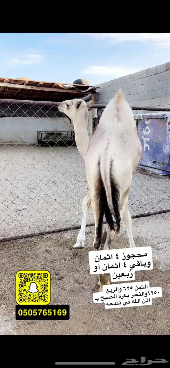 حوار لباني شراكه ارباع واثمان 0